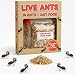 Nature Gift Store 2 Tubes Live Ant Farm Ants, Book and 10oz Ant Refill Sand-Bundle