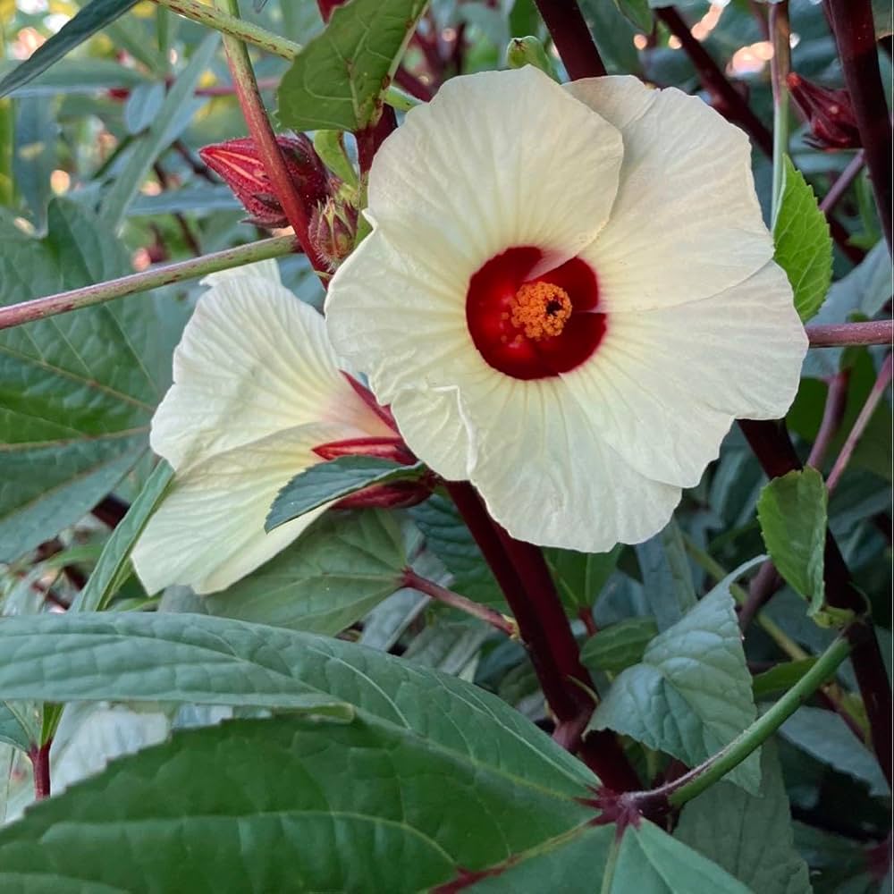 Amazon.co.jp: ローゼル 種120粒 (各60粒) 赤2種類(花はクリーム