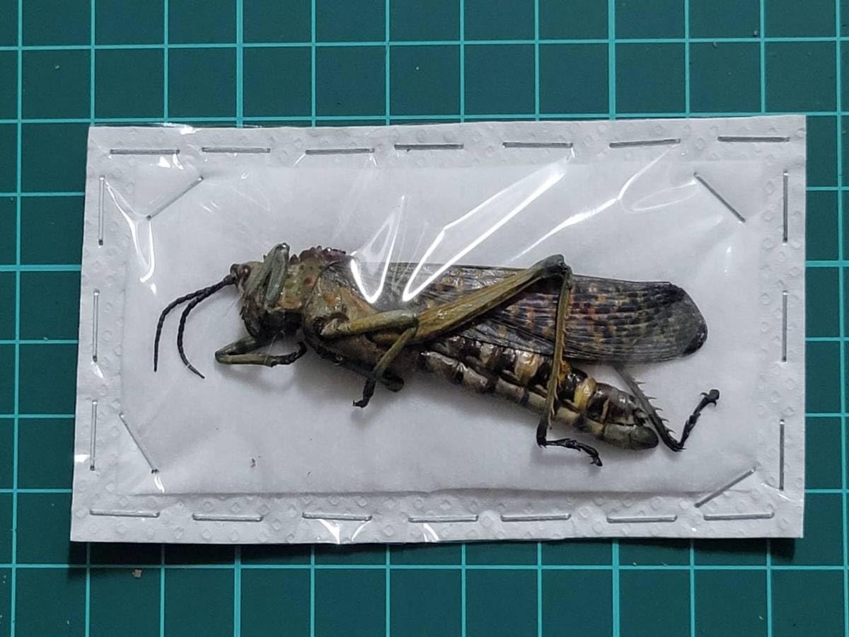 No, Specimen, 208, Doc Grasshopper, Madagascar