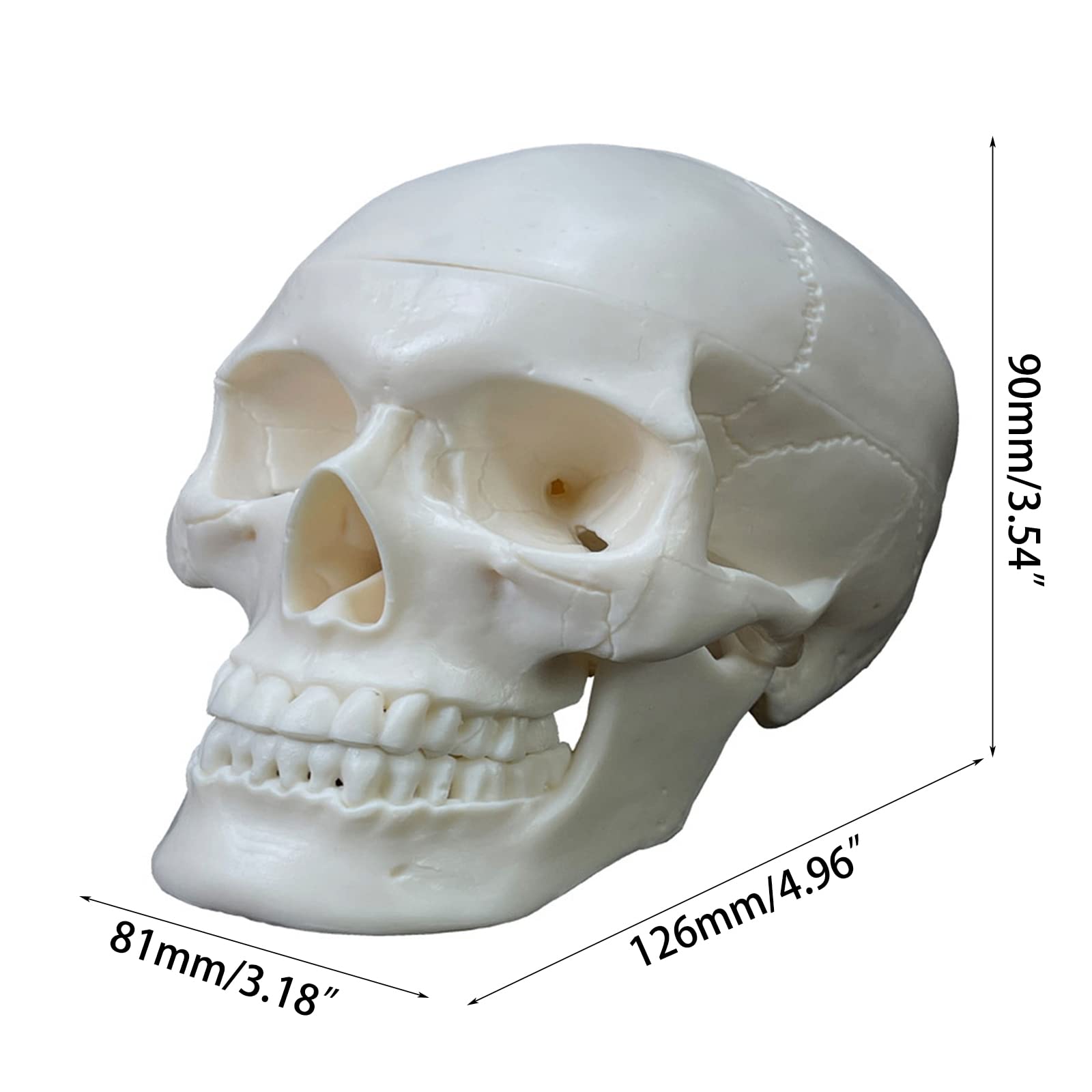 Realistyczny Model Ludzkiej Czaszki, 2 Części, Realistyczna Ludzka Czaszka Z Czapką, Materiały Dydaktyczne, Anatomiczny Model Czaszki Do Nauki