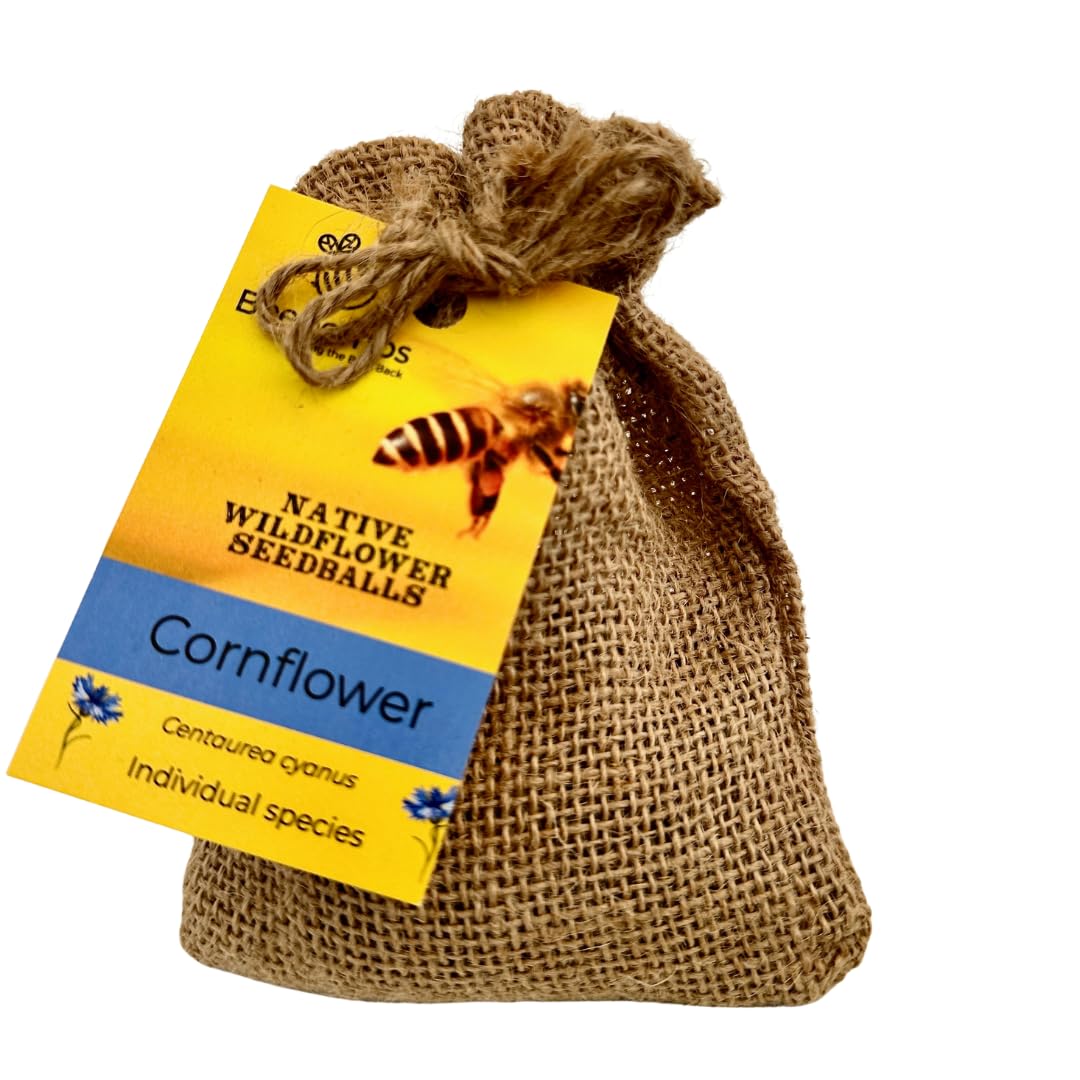 Cornflower Bombs by Beebombs – Native British Wildflower Seedballs, Pollinator-Friendly Garden Habitat