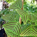 warkul 100 Unids Christia Obcordata Seeds Water Needed Full of Vitality Georgic Mountain Valley Garden Seeds para exteriores Verde