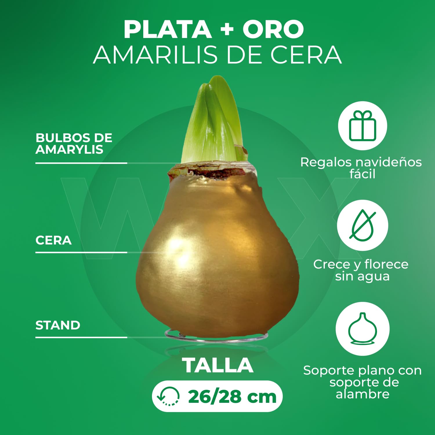 Colección de bombillas de amarilis recubiertas de cera en plata y oro