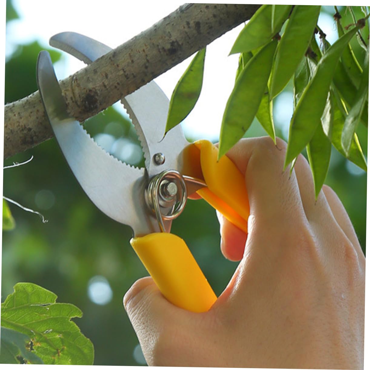 ibasenice 3 Ensembles Outil De Jardinage Inoxydable De Outils De Stripping Pour Arbres Fruitiers Ciseaux De Pruning Antidérapante Pour Entretien Plantes 2 Pièces * 3