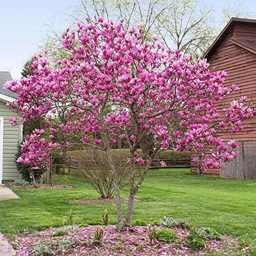 Qauzuy Garden 5 Purple Magnolia Seeds For Planting | Lily Flower Tree Fragrant Tulip Magnol Liliiflora Bloom Attract Pollinators Striking Perennial Specimen Accent #TOP6