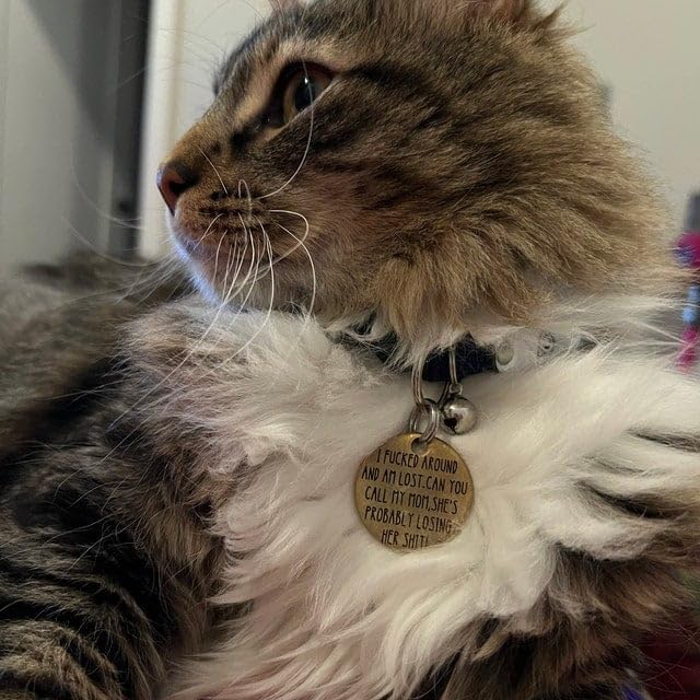 Amazon.com : Funny Dog Tag, Stainless Steel Pet Tag