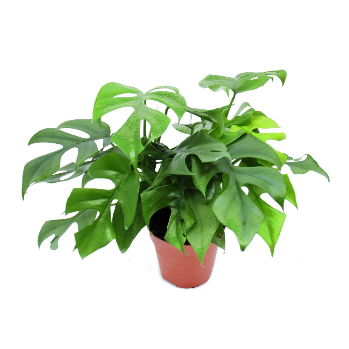 Monstera Minima - li okienny doniczka 12 cm : Amazon.pl: Ogrd