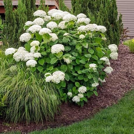 Brighter Blooms - Annabelle Hydrangea