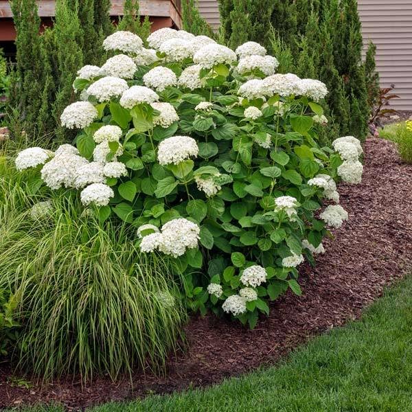 Brighter Blooms - Annabelle Hydrangea Shrub, 1 Gallon - No Shipping to AZ