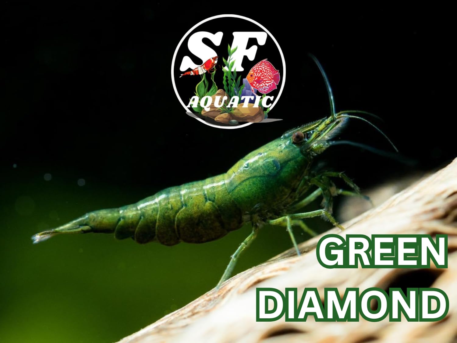 Amazon.com : SF Aquatic™ 10 Green Diamond High Grade Neocaridina