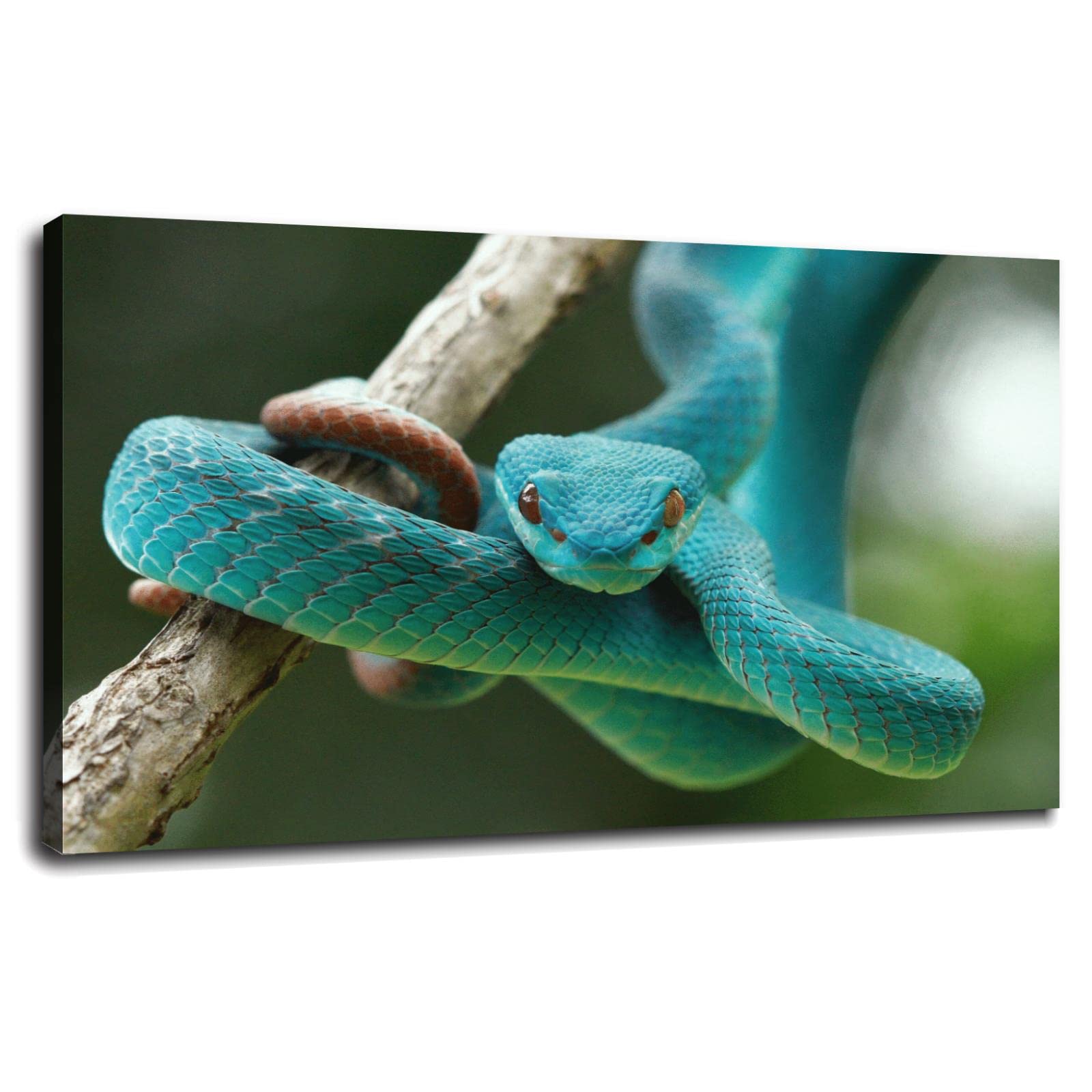 SSDDKL VIPER SNAKE Poster Canvas Prints Wall Art For Home Office Decorations With Framed 13"x8"
