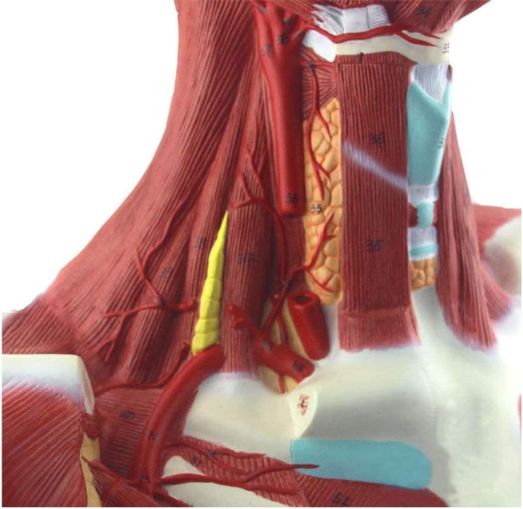 Anatomiczny Model Mięśni Głowy I Szyi, Mięśni Głowy I Szyi Z Krwią, Anatomia Mięśni Głowy I Twarzy, Medyczny Materiał Dydaktyczny