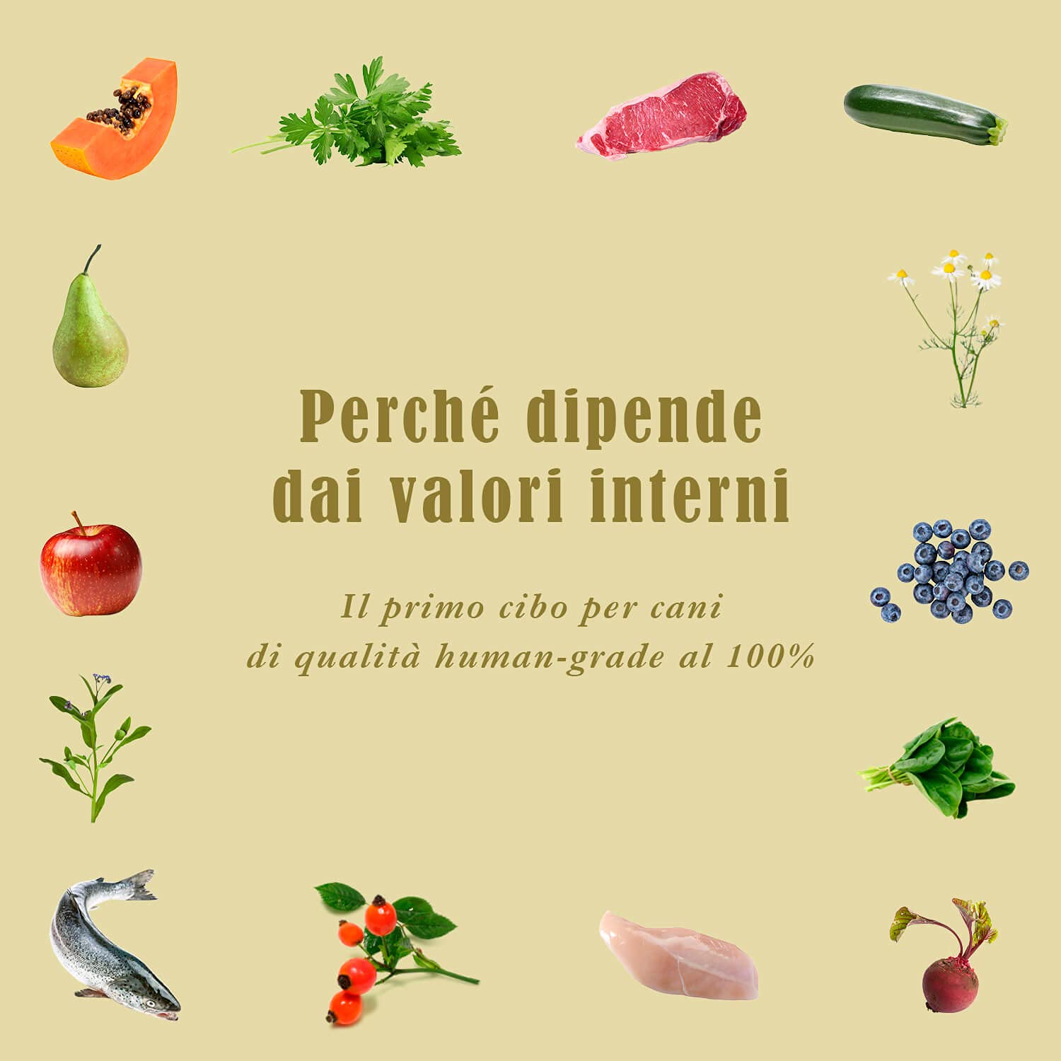 Terra Canis Manzo, zucca & mango - Alimento umido Light, 400g I Alimento premium per cani con ingredienti di autentica qualità human-grade al 100% I ipocalorico & gluten-free