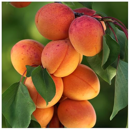 Dwarf Apricot Tree Bergeron Prunus Armeniaca, in a 5L Pot,
