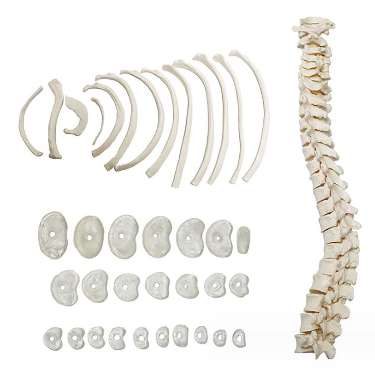67-calowy model anatomiczny ludzkiego szkieletu w pełnym rozmiarze, kości przegubowe z PVC, 1 zestaw