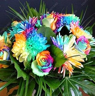 Yellow : 100Pcs/Bag Rainbow Daisy Seeds Chrysanthemum Seeds,Bonsai Flower Seeds Beautiful Potted Plants for Home Garden Yellow: Only Seeds