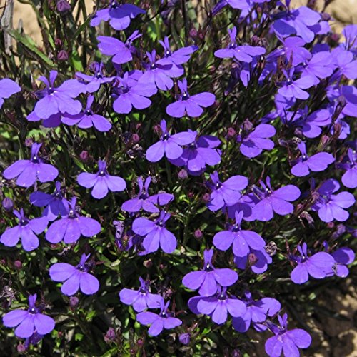 Pack Kings Seeds Lobelia 'Crystal Palace' Quality Flower Seeds