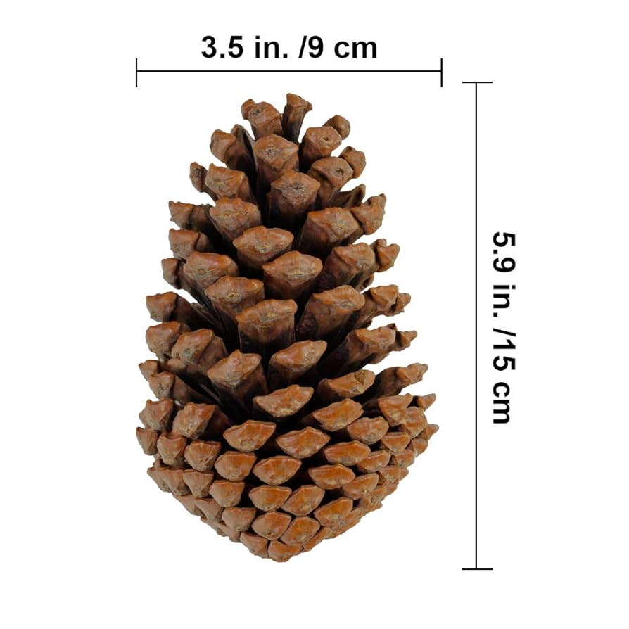 松ぼっくり Amazon.co.jp: 純国産 巨大 松ぼっくり 約10～15㎝ 4個入り 大王