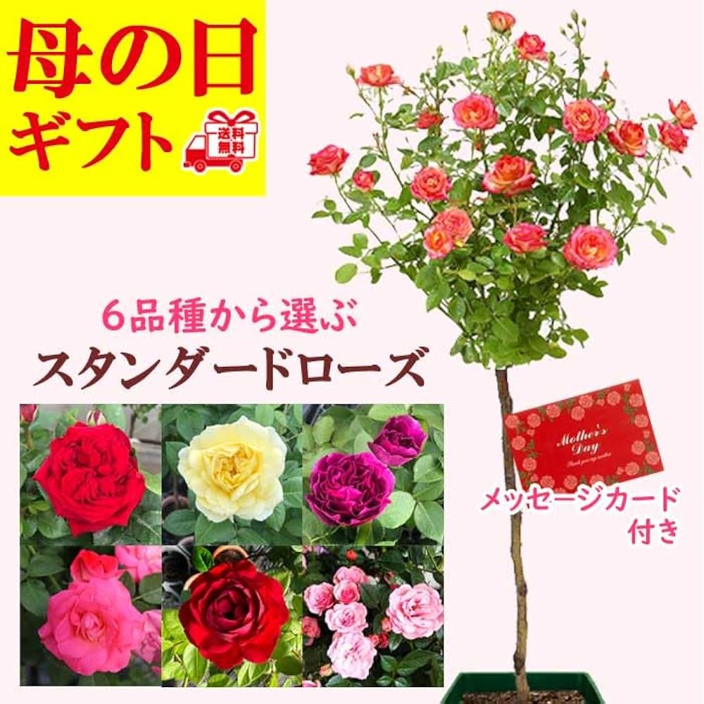 Amazon.co.jp: 母の日 プレゼント 2025年 四季咲き バラ 【6品種から Amazon.co.jp: 母の日 プレゼント 2025年 四季咲き バラ 【6品種から