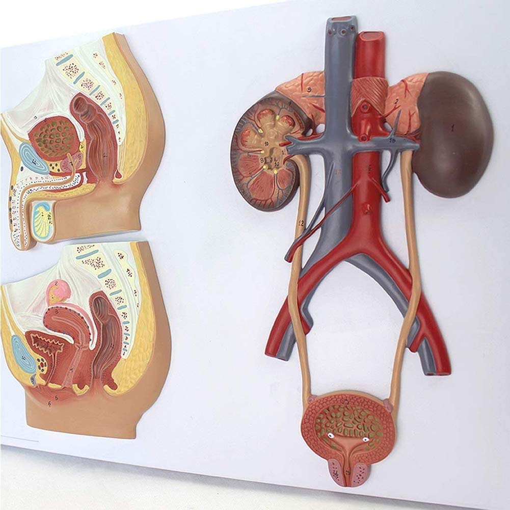 Modello di Anatomia Sistema Genitourinario Maschile E Femminile, Forniture di Laboratorio Medica Didattico
