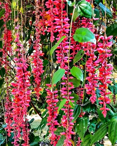 Image of Hidden Enterprise Basor Lata Live Flowering Plant for Outdoor Garden Balcony Terrace | Fast Growing Vine with Seasonal Blooms | Healthy Plant for Vertical Gardening and Natural Green Landscaping