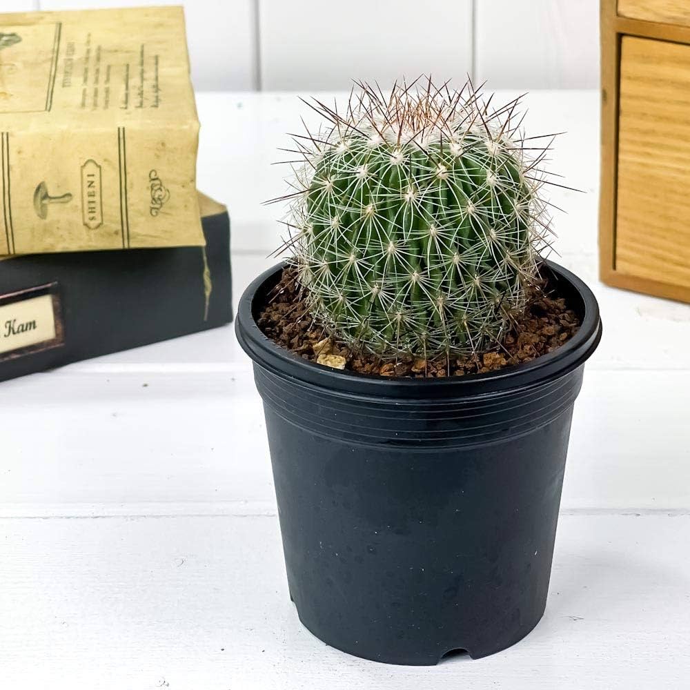 サボテン⭐︎ピロカクタス属　白刺寒鬼玉　実生 サボテン⭐︎ピロカクタス属 白刺寒鬼玉 実生 - メルカリ