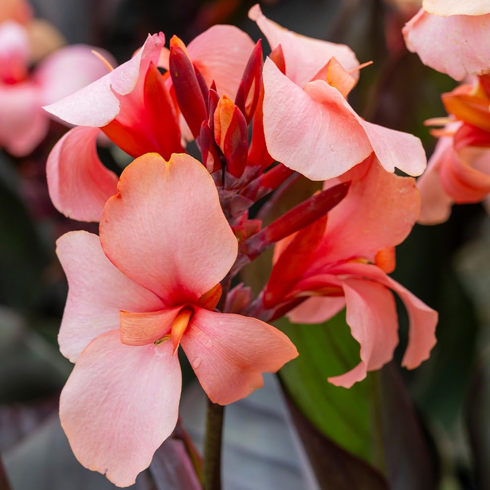YouGarden Canna Lily 'Cannova Bronze Peach', 3 x Established Plants in 9cm Pots, Tropical Foliage, Peach Flowers, Great for Pots