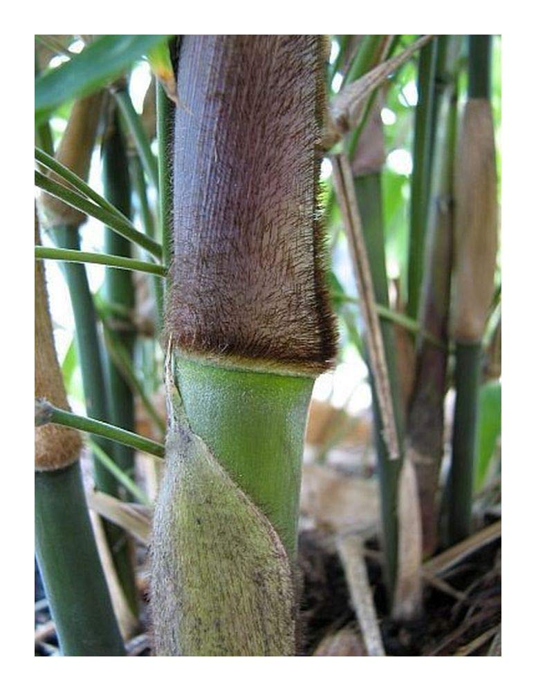 Dendrocalamus strictus - Kalkuttabambus - 30 Samen : Amazon.de: Garten