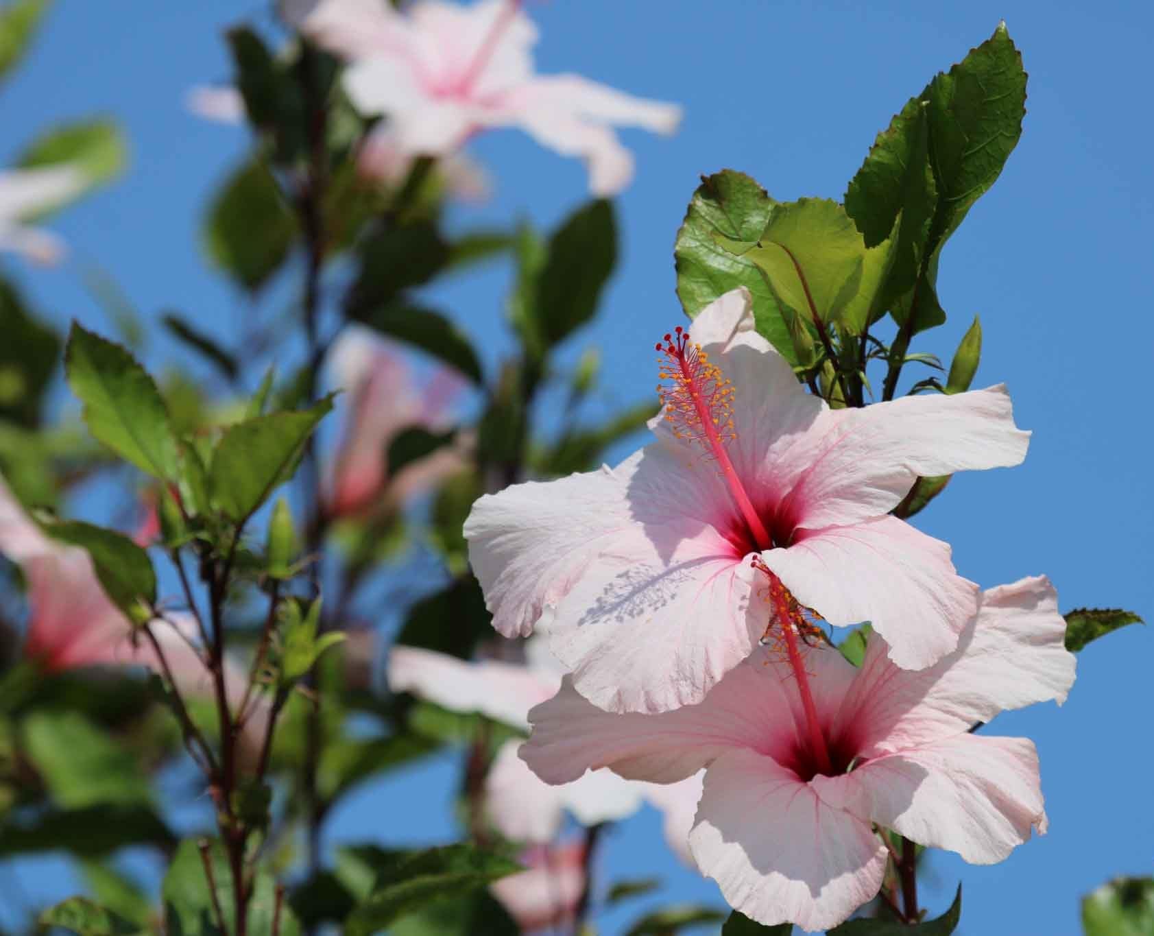 Hybrid Hibiscus/Gudhal Flower Plant for Home & Garden Decoration Grown From Cuttings Pack of 1-image-25