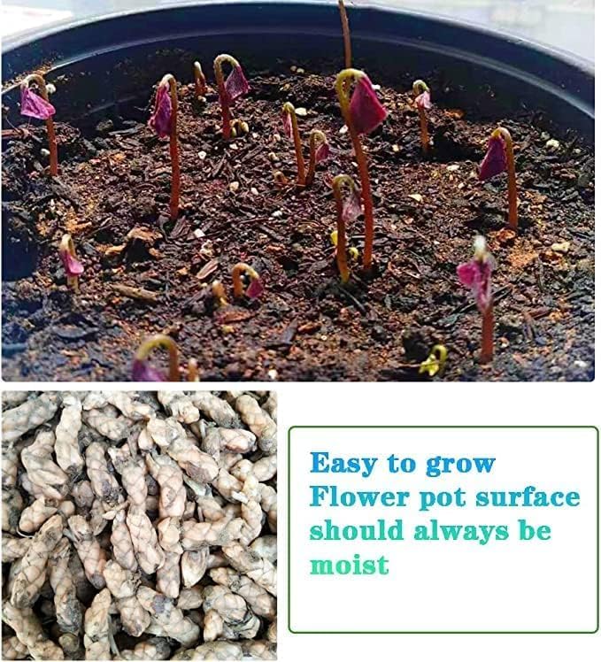 Purple Shamrock Bulbs Oxalis Bulbs Lucky Flowers Bulbs for Planting 2025 Purple Oxalis Triangularis Bulb 12pcs - Image 3