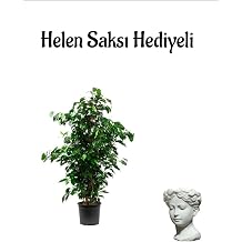 Kad nlar G n ne  zel Hediyeli Ye il Benjamin Bitkisi Helen Saks  Hediyeli Salon Bitkisi