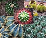 50 Ferocactus Species Mix Seeds - Barrel Shaped Cacti - Ships from Iowa, USA - Grow Exotic Cacti Succulent
