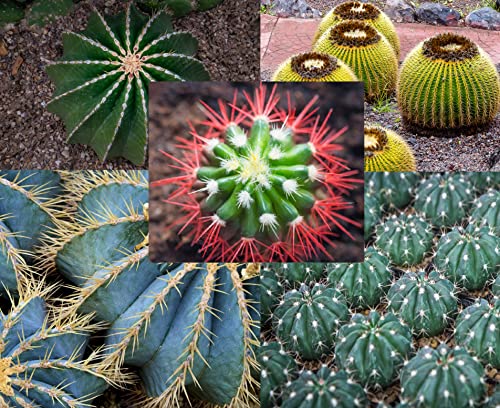 50 Ferocactus Species Mix Seeds - Barrel Shaped Cacti - Ships from Iowa, USA - Grow Exotic Cacti Succulent