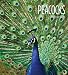 Peacocks (Living Wild)