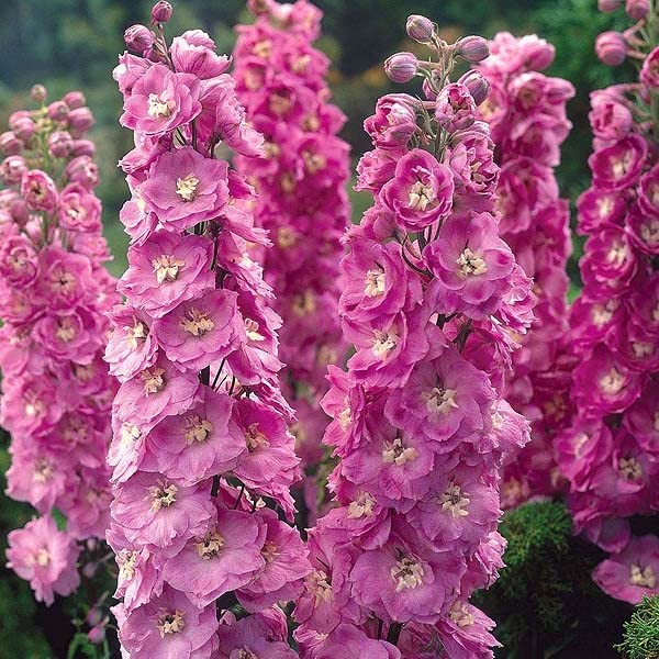 12 unità Delphinium 'Astolat' - Larkspur Vaso 9x9cm ±1 m² - Fiore Blu Alto, Perfetto per Bordure e Giardini Eleganti