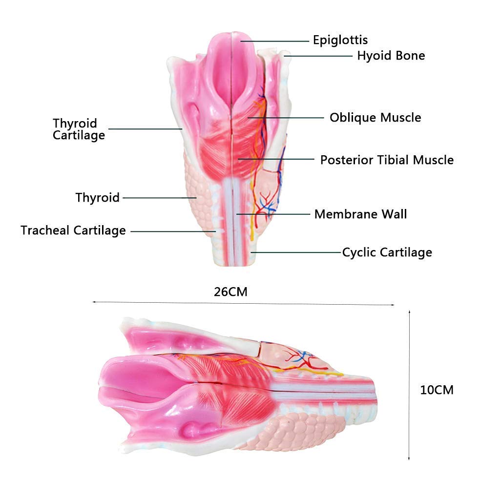 Model dydaktyczny, model ludzkiego gardła, modele naukowe anatomii człowieka - szkielet anatomiczny symulacji medycznej, materiał żywiczny profesjonalny model gardła do medycznej pomocy edukacyjnej An