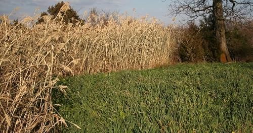 Hit List Seed Screening Blend Food Plot Mix, 3 Lbs (1/4 Acre) - Grows Tall & Quick, Directs Movement Of Whitetail, Provides Security, Conceals Access, Egyptian Wheat, Grain Sorghum, Sorghum Sudangrass #TOP2