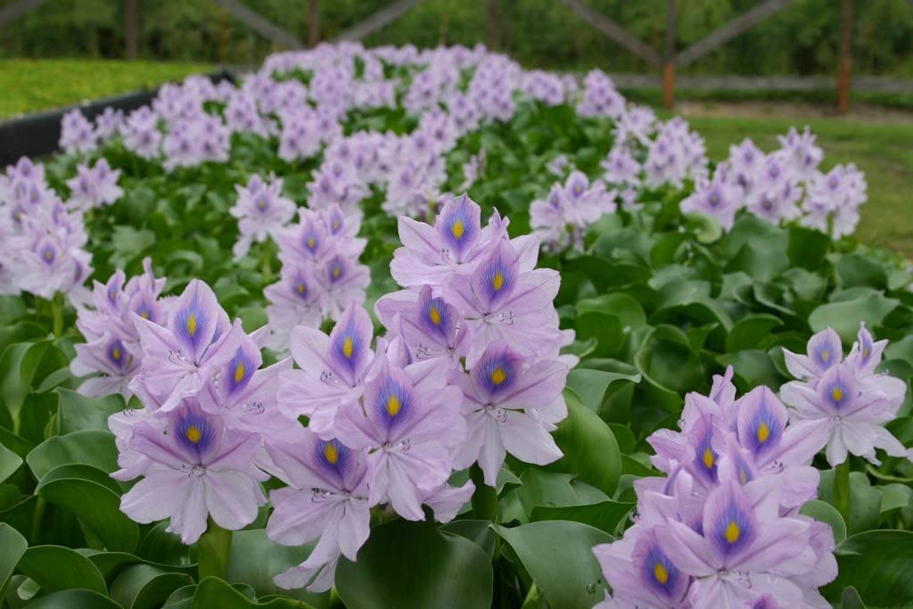 Creative Farmer Water Hyacinth - Kulavazha (Eichhornia Crassipes) For Aquarium Fish Pond Live Plant (Healthy Live Plant) (B09SD4YCGT) Amazon Price History, Amazon Price Tracker