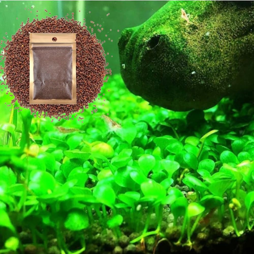dhaniya plant Coriander Seeds main image 1