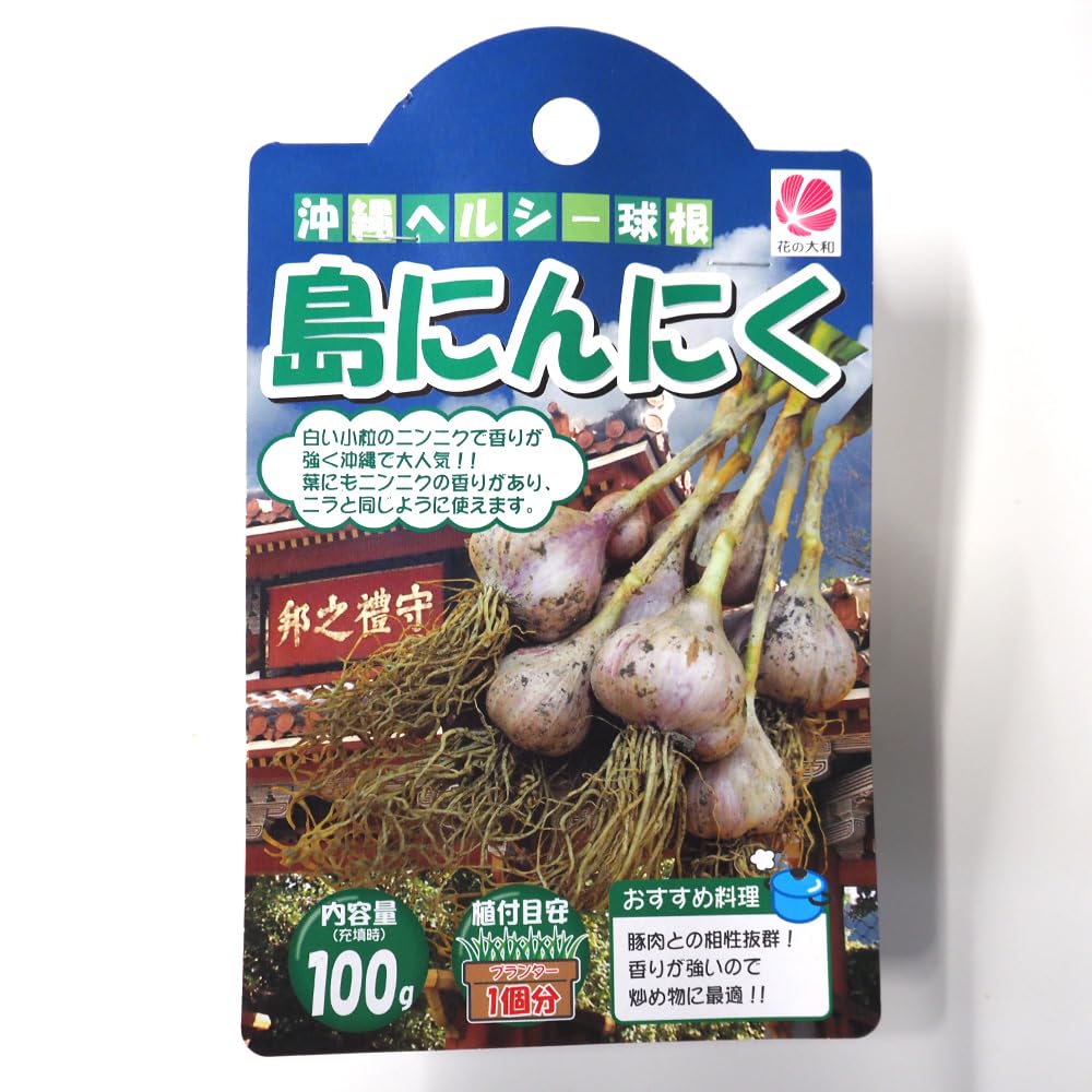 Amazon.co.jp: ITANSE にんにく種球根 島にんにく【ネット詰め