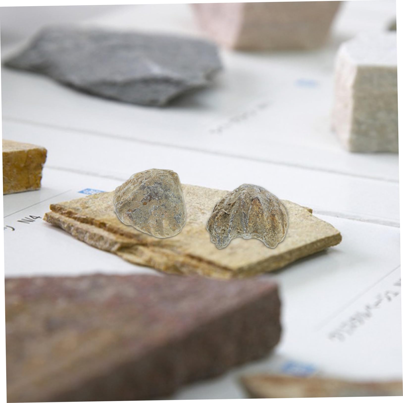 JECOMPRIS 1pc Shell Paleontology Specimen Model Decor for Boys and Girls for Children Toys