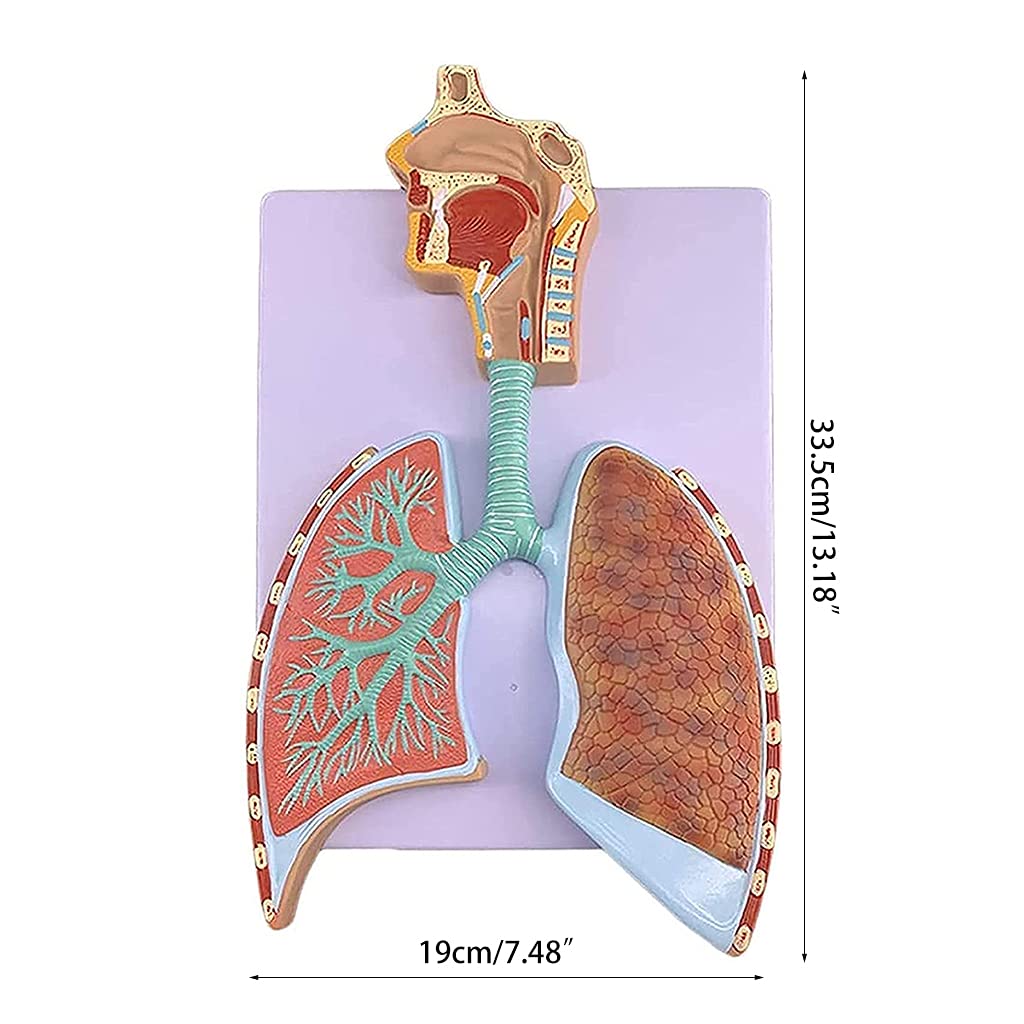 Life Size Respiratory System Model Life Size Human Lung Anatomy Model ...