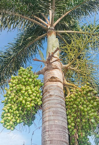 seeds Royal Palm Tree seeds