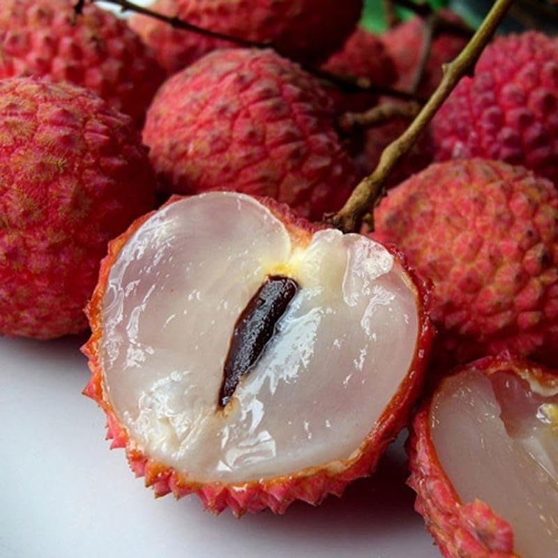Healthy Vibe With Green Litchi Grafted Plant - Tropical Dwarf Air Layered Rare Lychee Fruit Tree Hybrid All Seasons Live Fruit Plant (Litchi Grafted Plant) (B0D989FFJT) Amazon Price History, Amazon Price Tracker