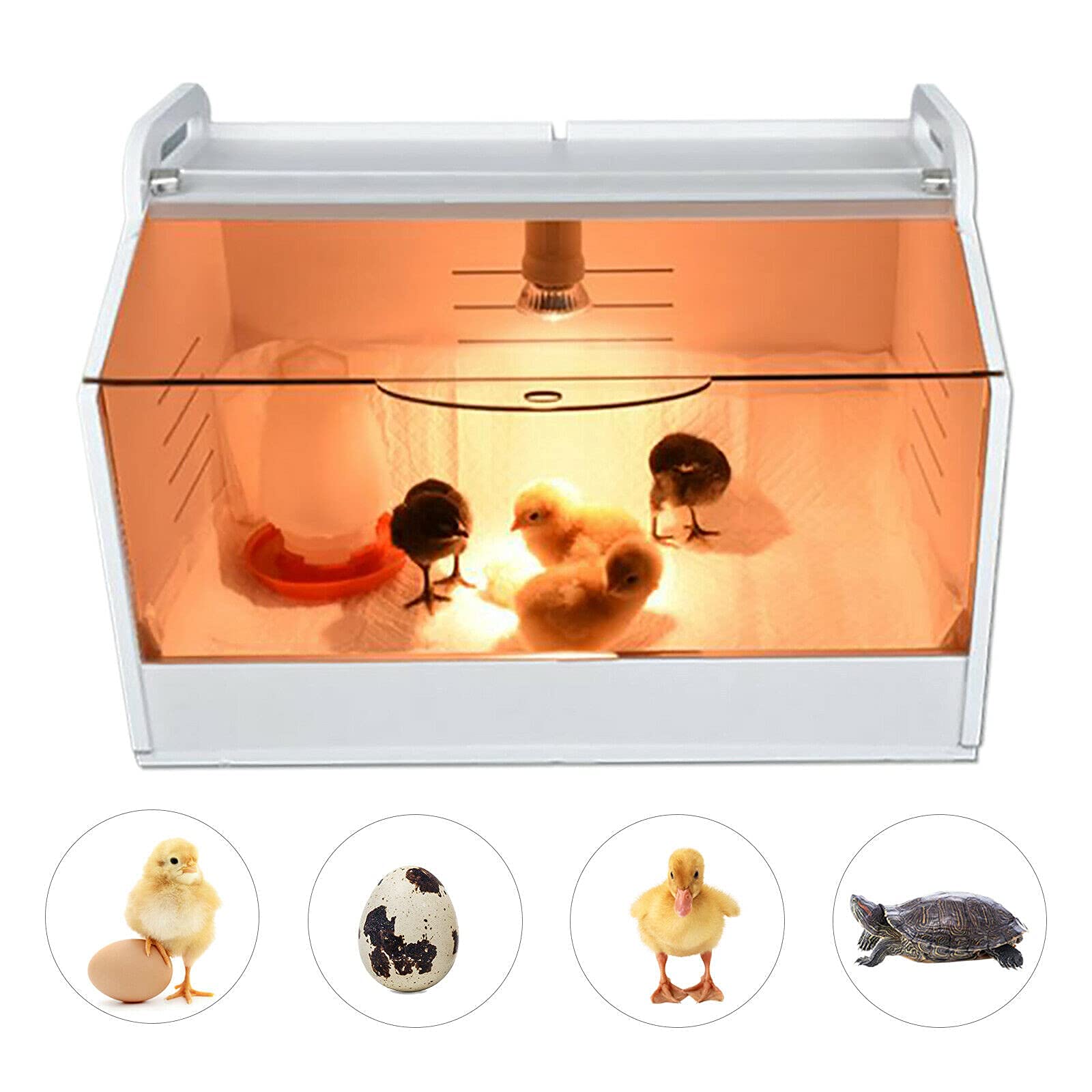 Chick - Incubadora (48 X 30 X 30 Cm, Hoja Industrial De, 220 V, Luz Solar Bajo 75 W)