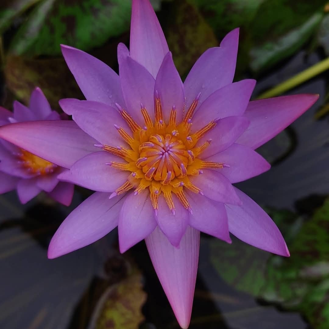Water Lily Bulbs Starter Kit for Beginners, 3 Bulbs Included-image-29