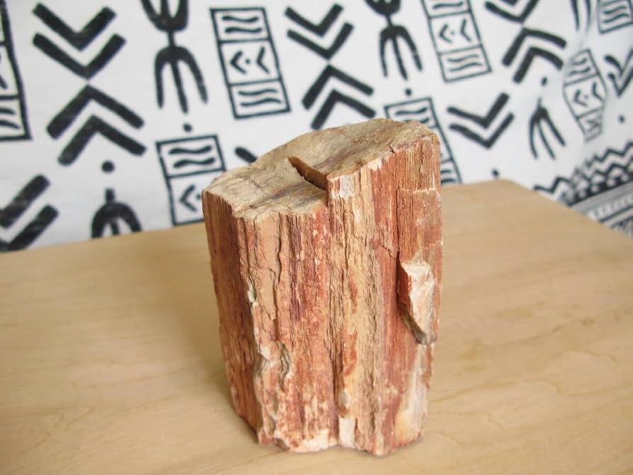 珪化木　大きい Amazon | 珪化木木の化石非研磨大きさ約12x7．3x6