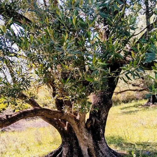 『R&eacute;sonance: Quand l&rsquo;&acirc;me, l&rsquo;esprit et le c&oelig;ur vibrent ensemble』のカバーアート