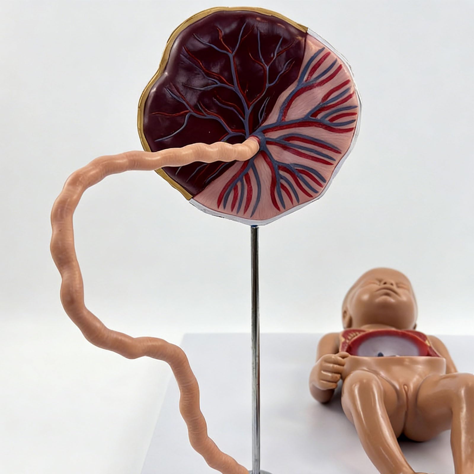 Sviluppo fetale educativo con struttura dei polmoni del cuore staccabile adatto per lo studio in classe Modello circolazione fetale Strumento educativo per l ' anatomia