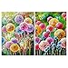 PANAMALAR Pintura de Diamante, 2PCS Dandelion 5D DIY Diamond Painting Kits de Arte Diamantes de Taladro Completo Bordado Punto de Cruz Imagen Diamante Pintura Kit para Decoración de la Pared del Hogar